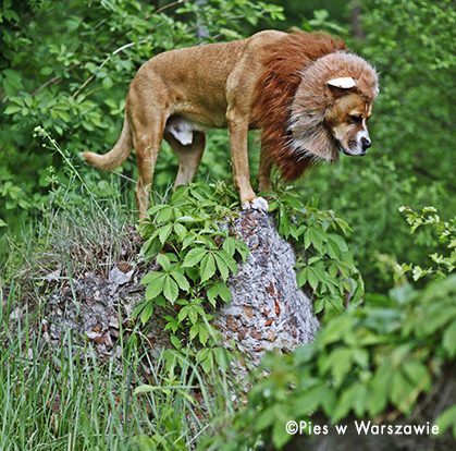 costum da leone per cane